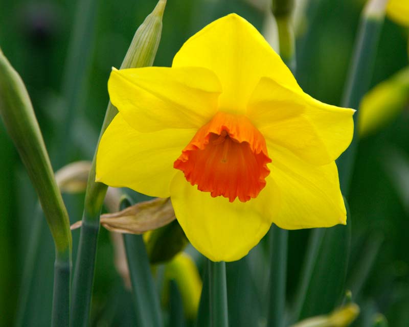 Narcissus 'Pimpernel'